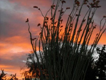 Arizona Ocotillo at Sunset